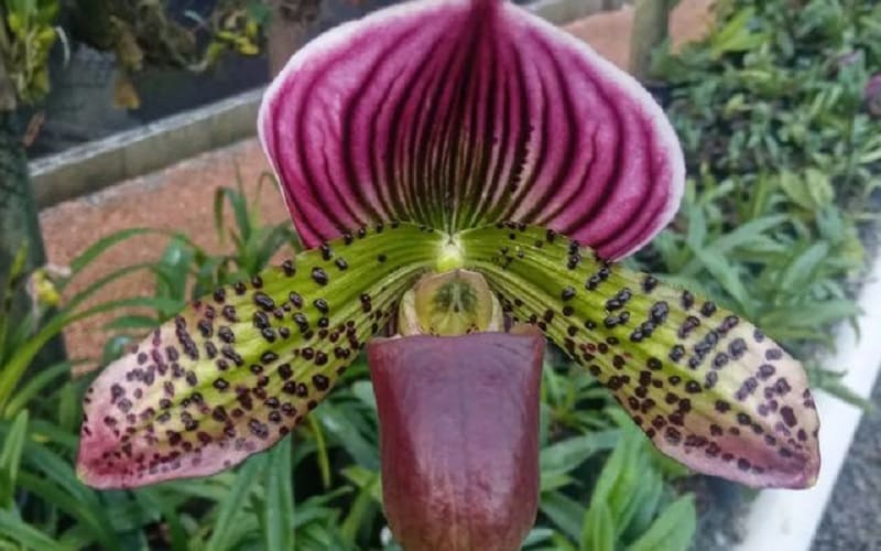 Como Cuidar da Orquídea Sapatinho (Paphiopedilum)? [2023] | Florificando