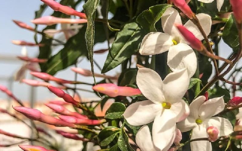 Jasmim-dos-Poetas (Jasminum polyanthum): O que é e Cultivo [2023] |  Florificando