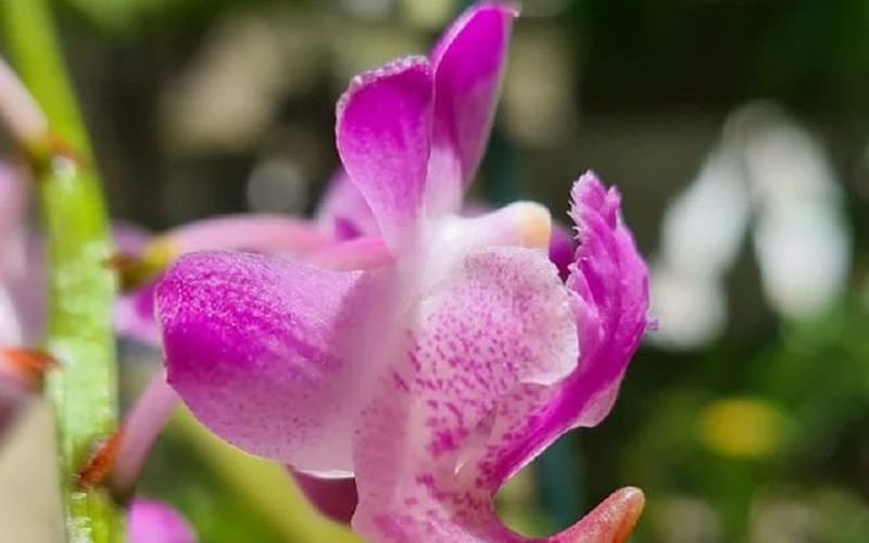 Como Cultivar a Orquídea Aerides Odorata