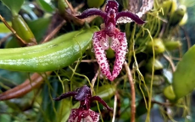 Como Cultivar a Orquídea Bulbophyllum? [2023] | Florificando