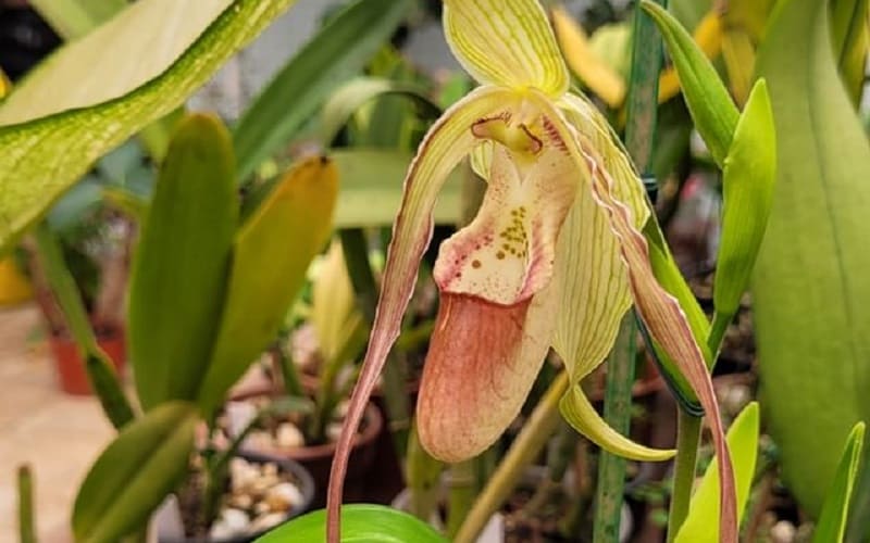 Como Cultivar a Orquídea Phragmipedium