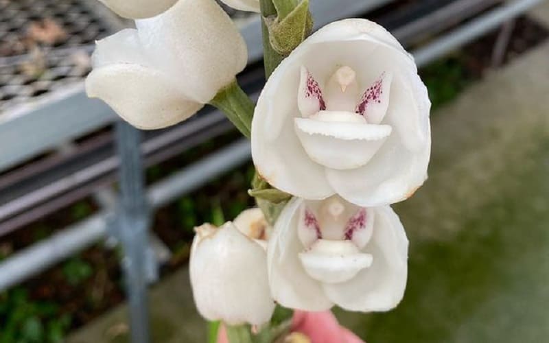 Como Cultivar a Orquídea-Pomba (Peristeria Elata)