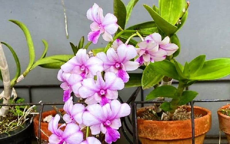 Como Cultivar o Dendrobium Bigibbum